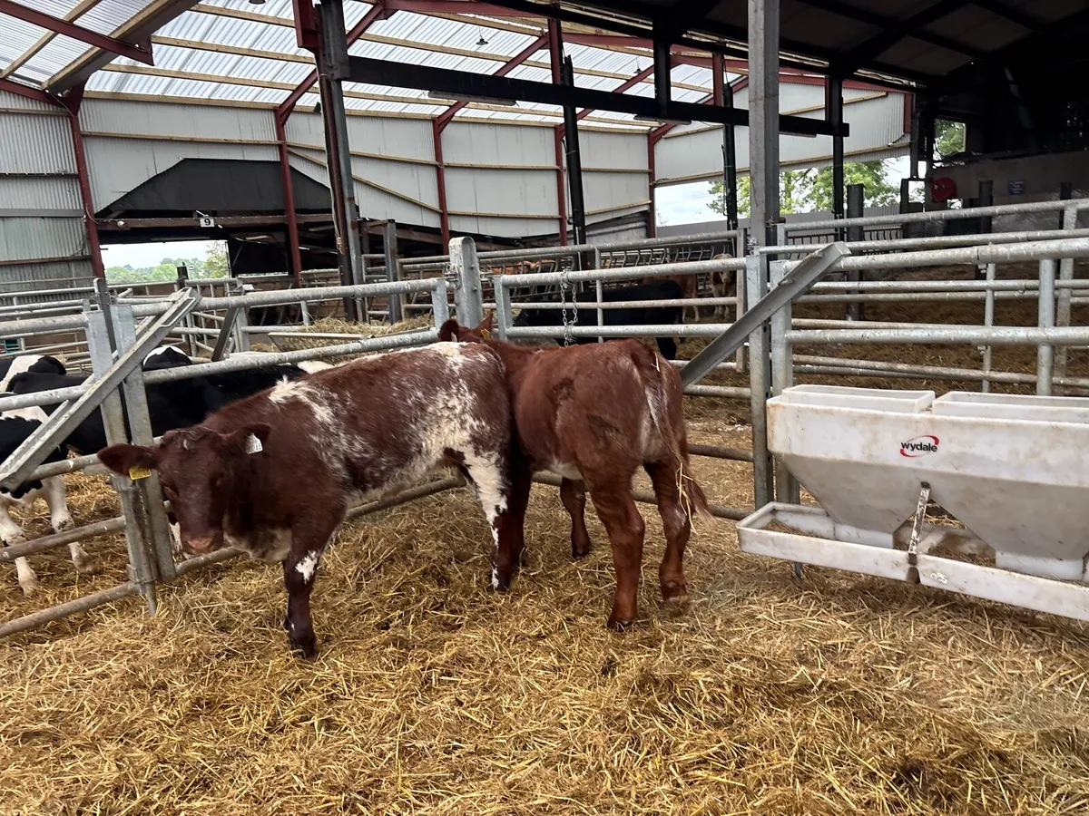 2 pbnr shorthorn heifers - Image 3
