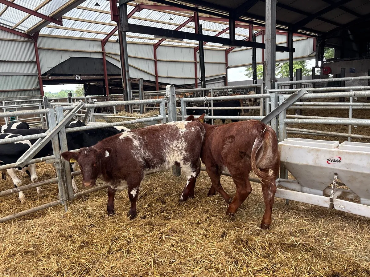 2 pbnr shorthorn heifers - Image 2