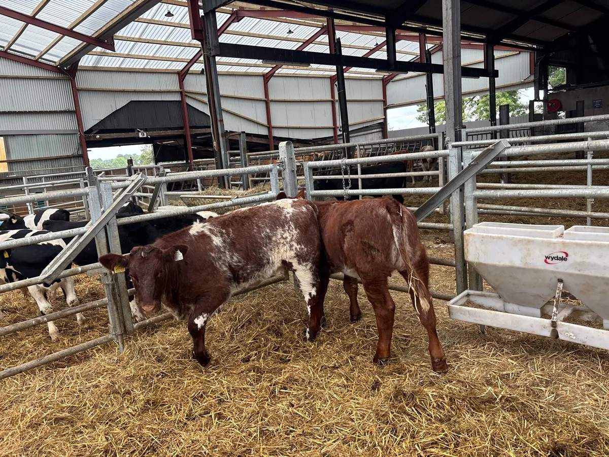 2 pbnr shorthorn heifers - Image 4