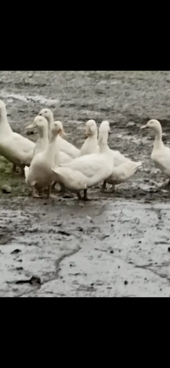 Aylesbury Ducks for sale