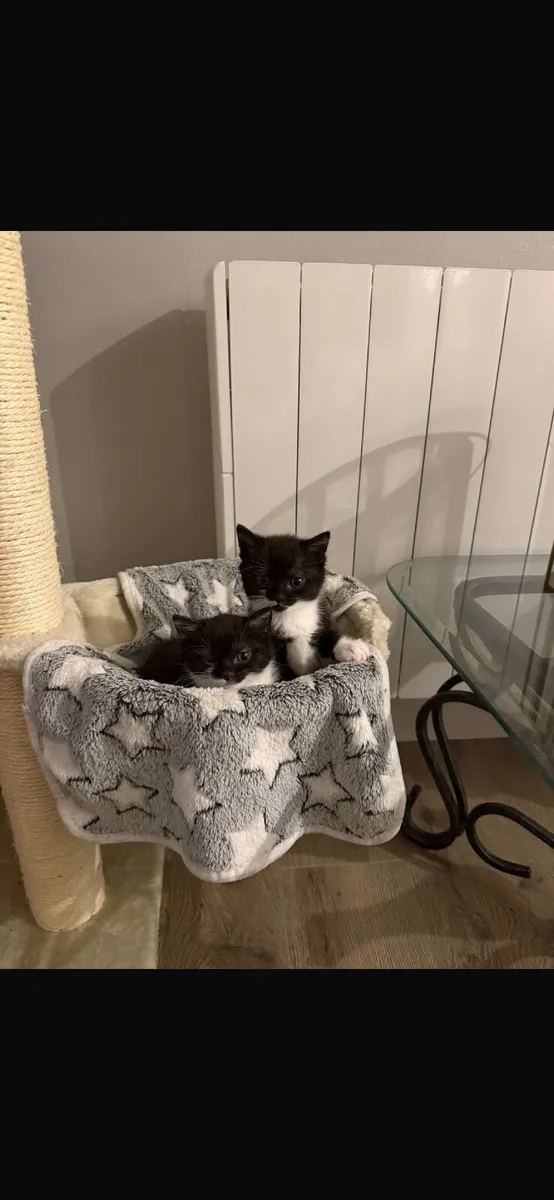 kittens + cat tower - Image 2
