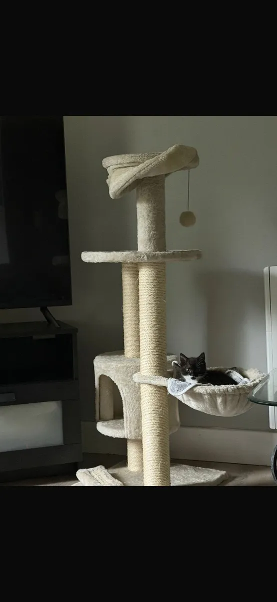 kittens + cat tower - Image 3