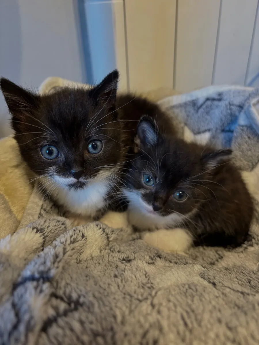 kittens + cat tower - Image 1