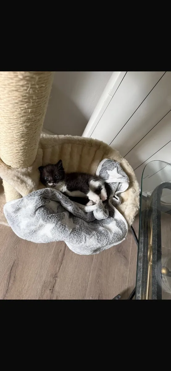kittens + cat tower - Image 4