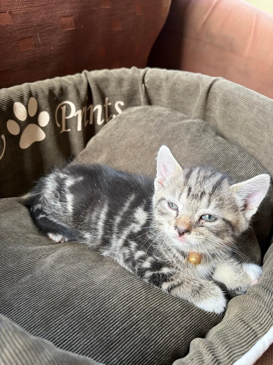 British shorthair - Image 3