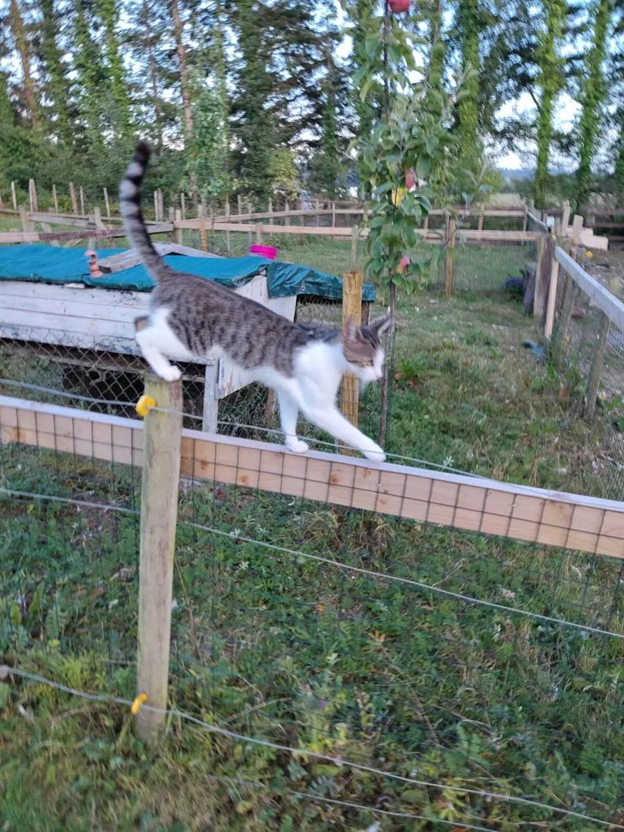 Cat - Image 1