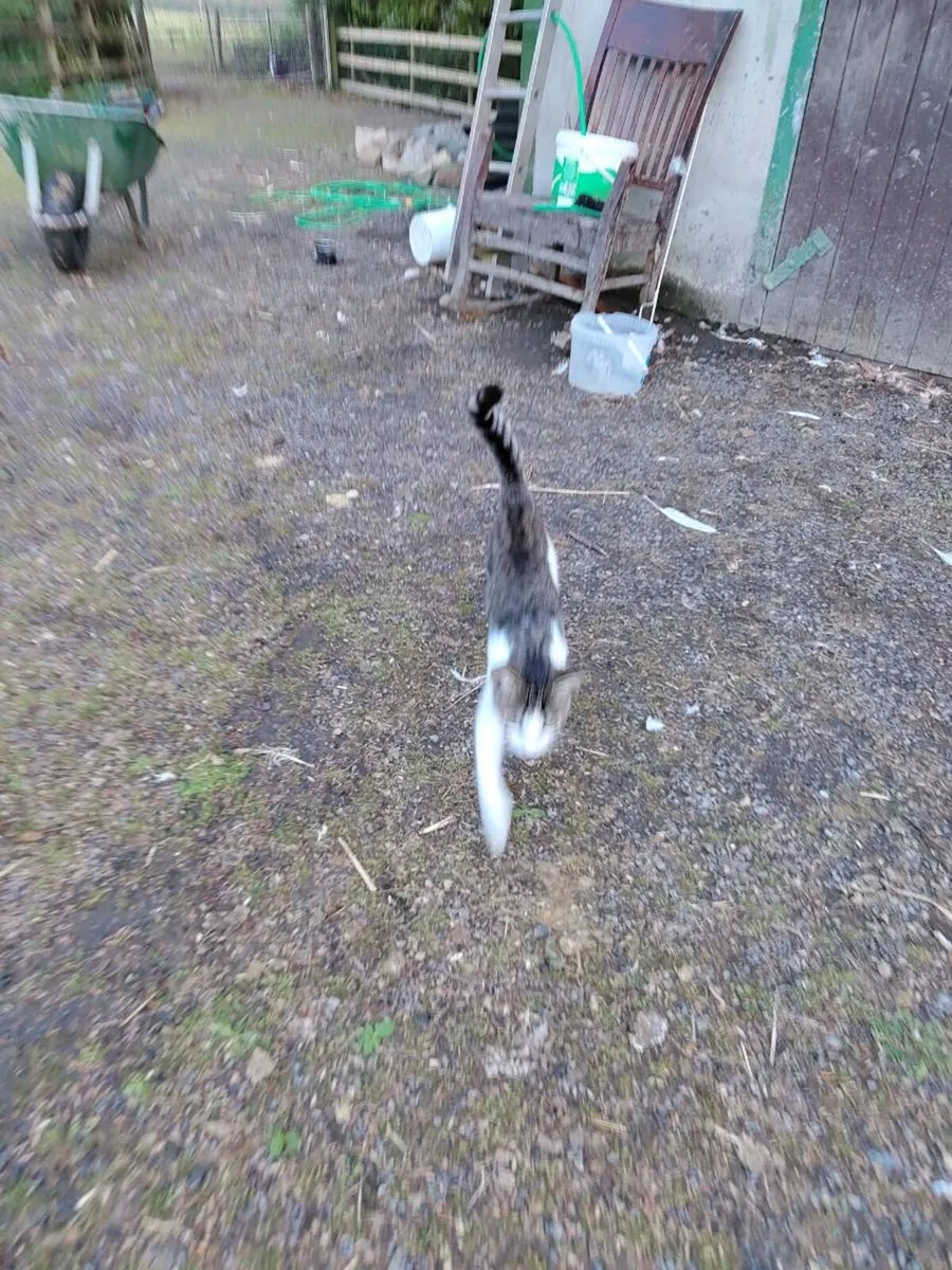 Cat - Image 2