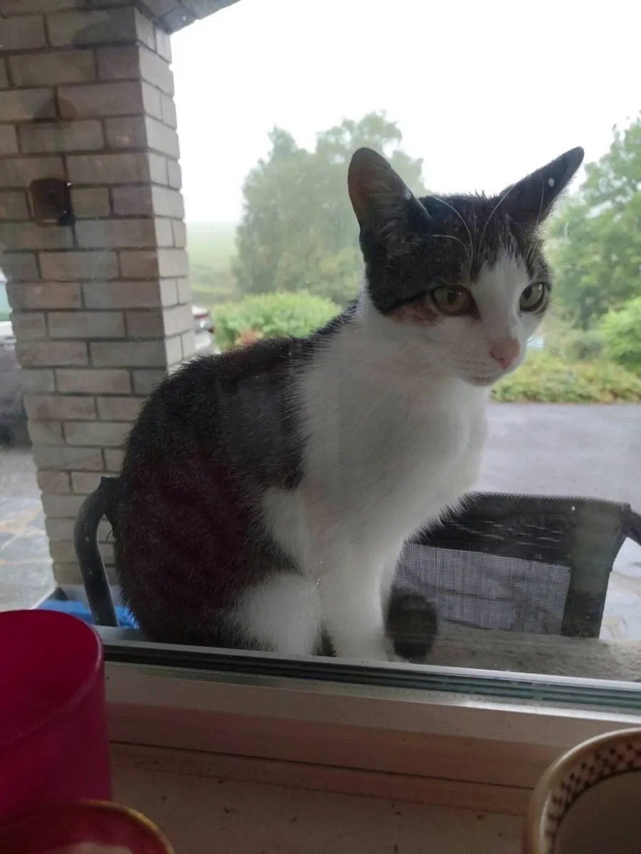 Cat - Image 3
