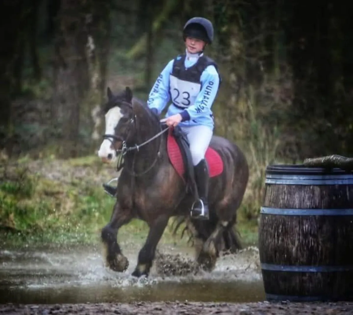 13.2 10 year old pony - Image 2