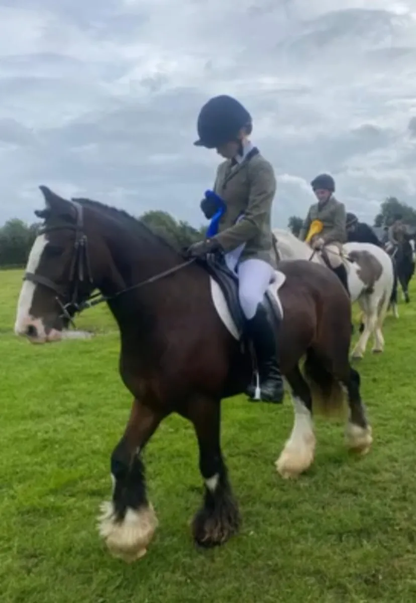 13.2 10 year old pony - Image 3