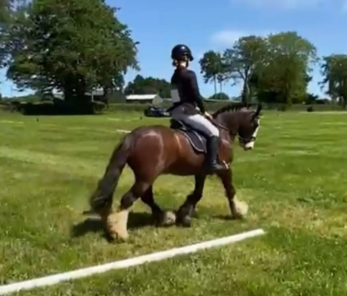 13.2 10 year old pony - Image 4