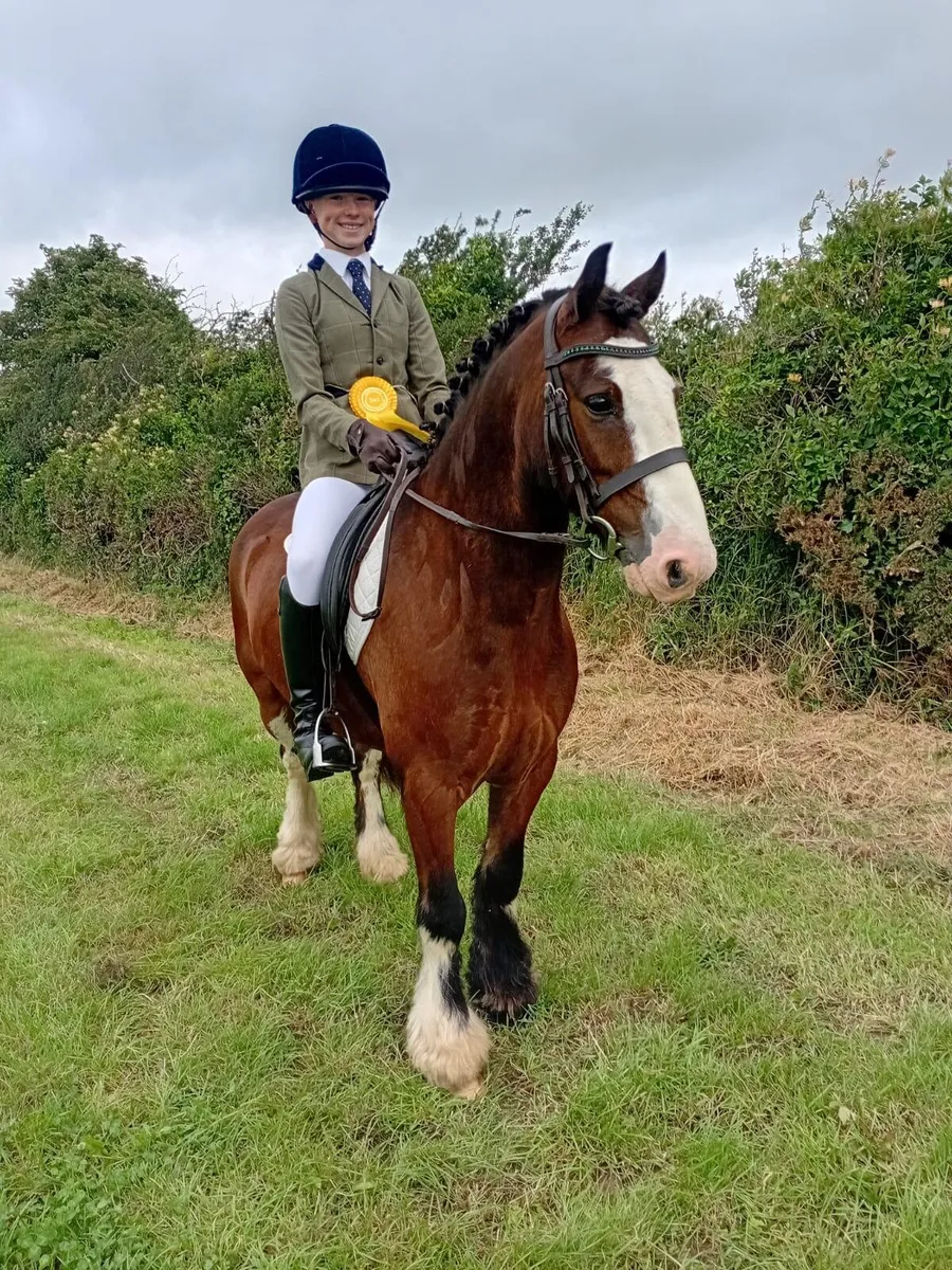 13.2 10 year old pony - Image 1