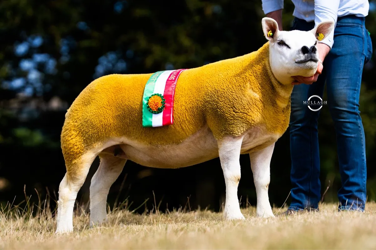 Texel Premier Sale Carnaross - Image 1