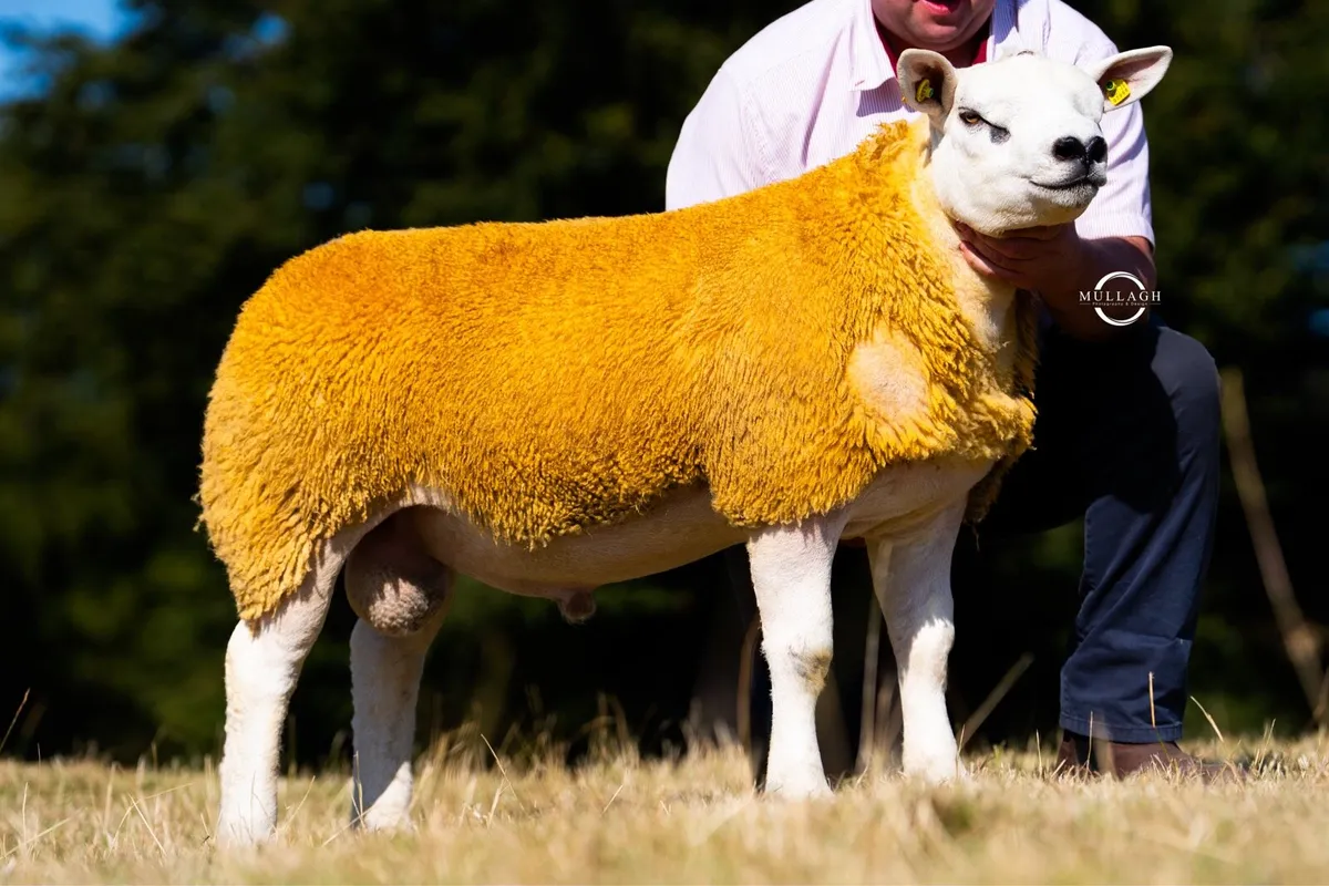 Texel Premier Sale Carnaross - Image 4