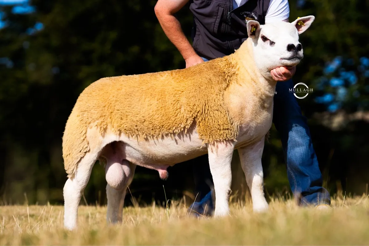 Texel Premier Sale Carnaross - Image 3