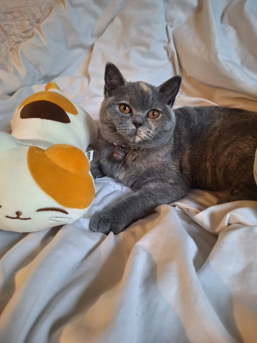 British shorthair female kitten - Image 1