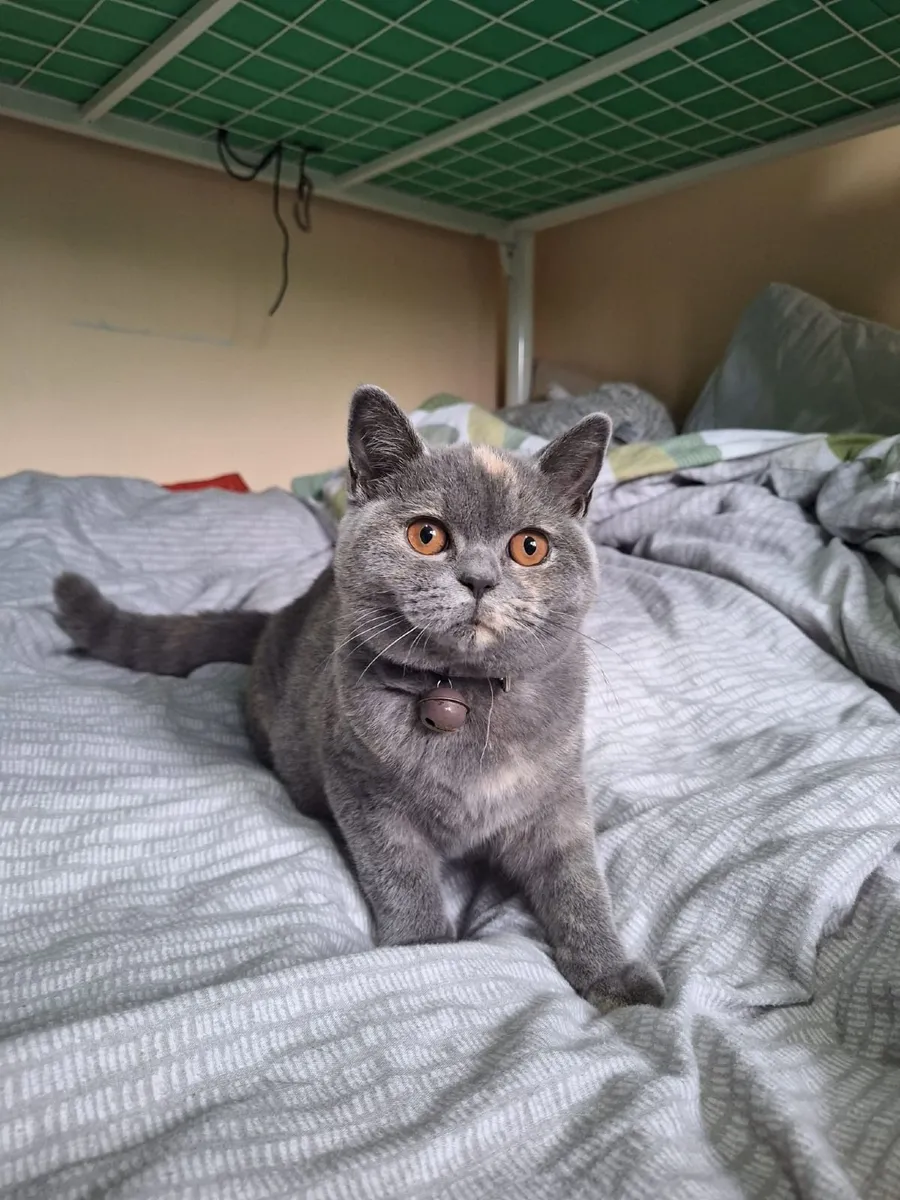 British shorthair female kitten - Image 3