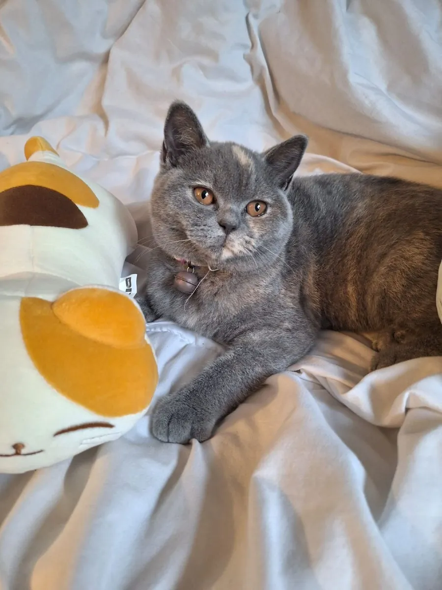 British shorthair female kitten - Image 4