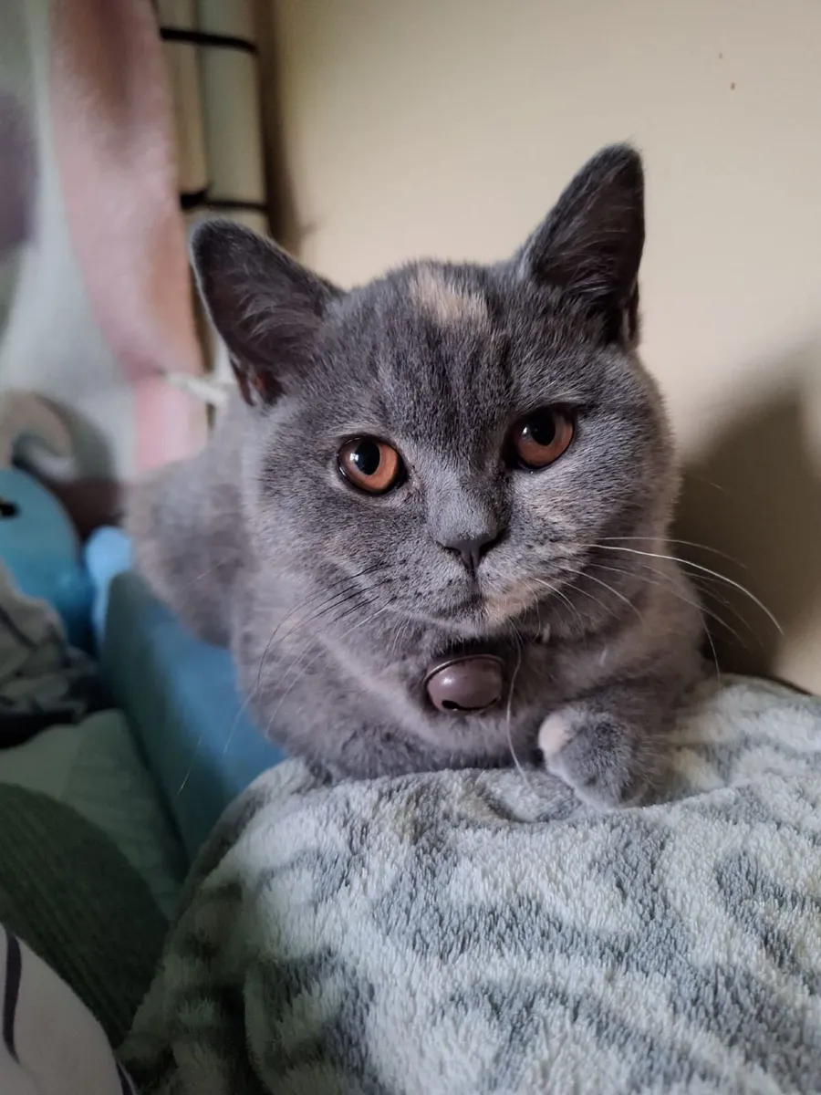 British shorthair female kitten - Image 2