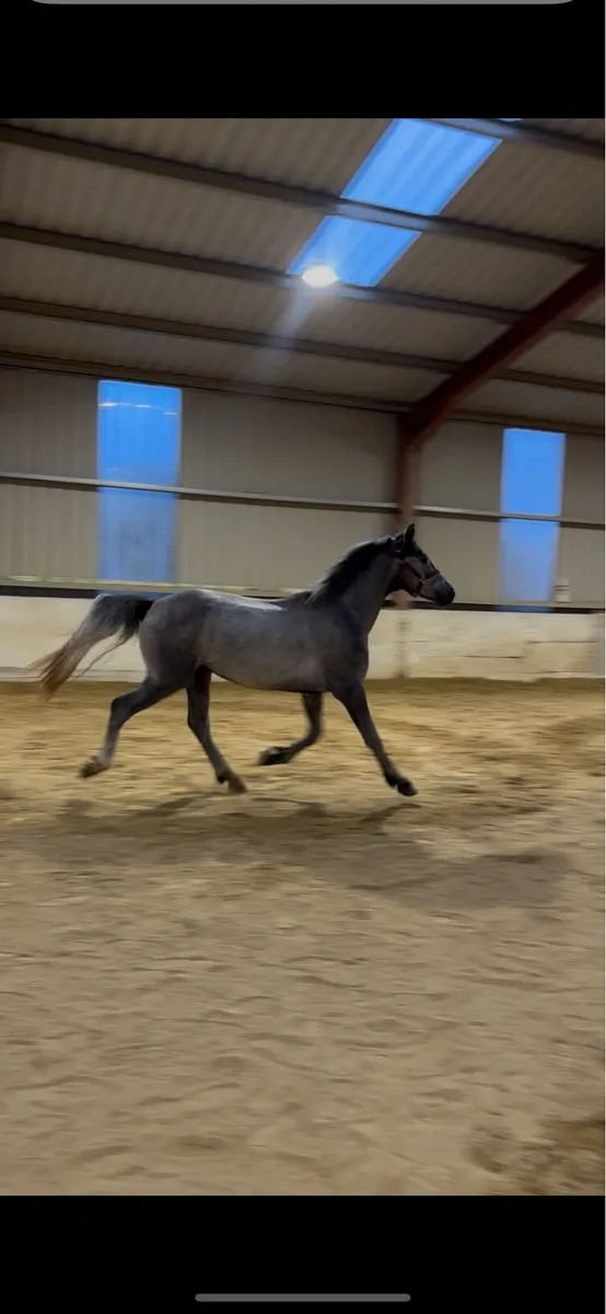 3 year old gelding - Image 1