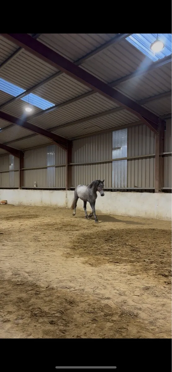 3 year old gelding - Image 2