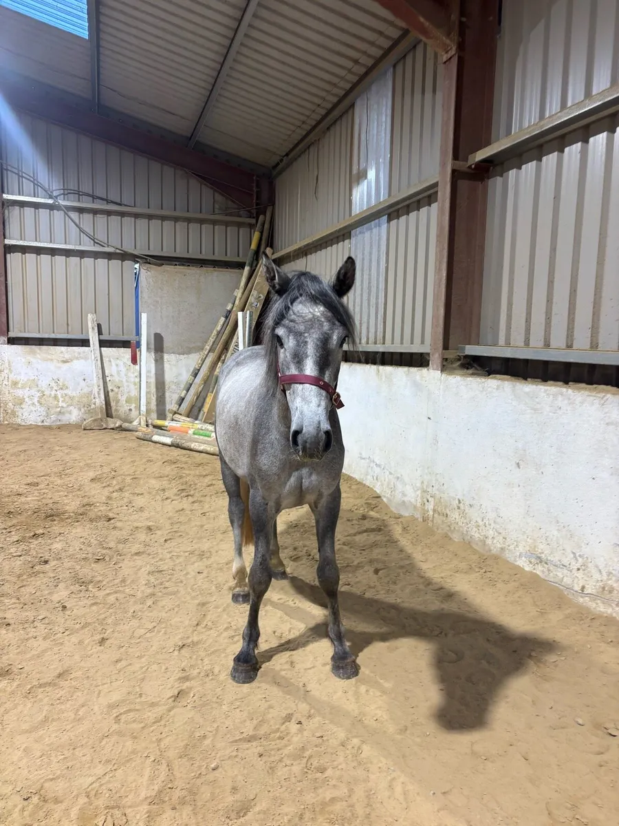 3 year old gelding - Image 4