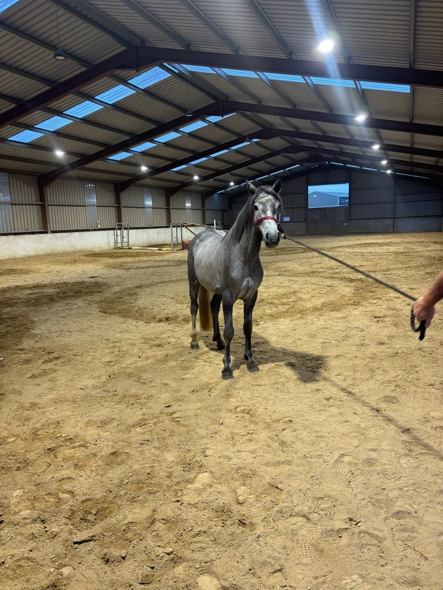3 year old gelding - Image 3