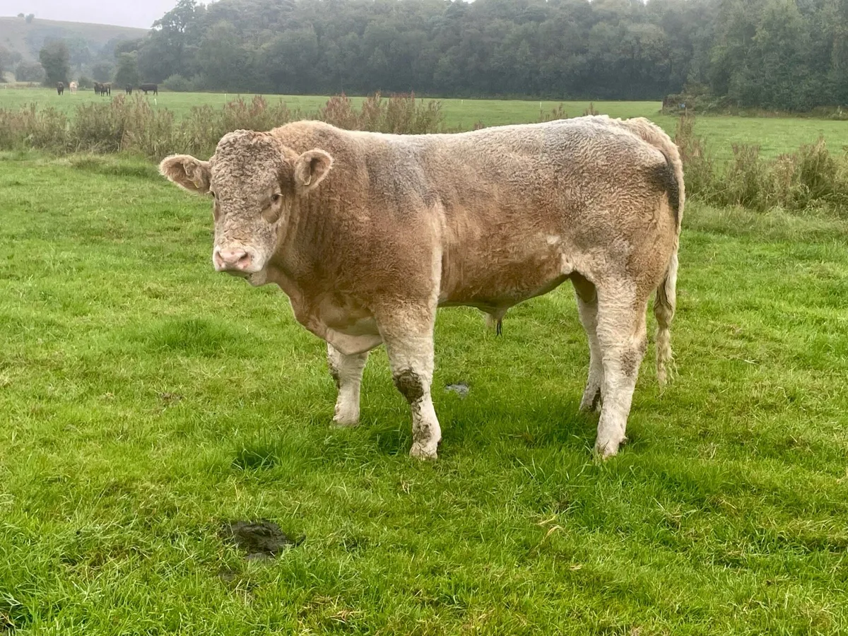 Purebred Simmental Bull - Image 1