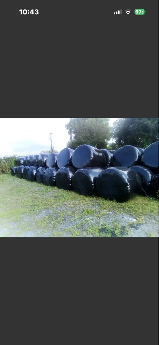 Round bales of Silage for sale. - Image 2