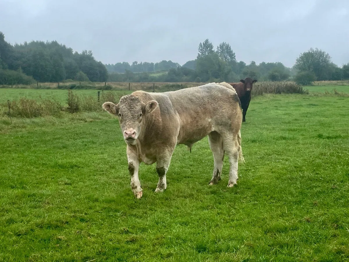 Purebred Simmental Bull - Image 2