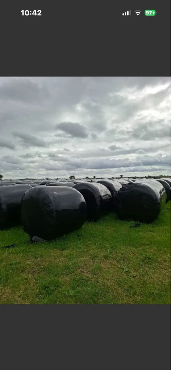 Round bales of Silage for sale. - Image 1
