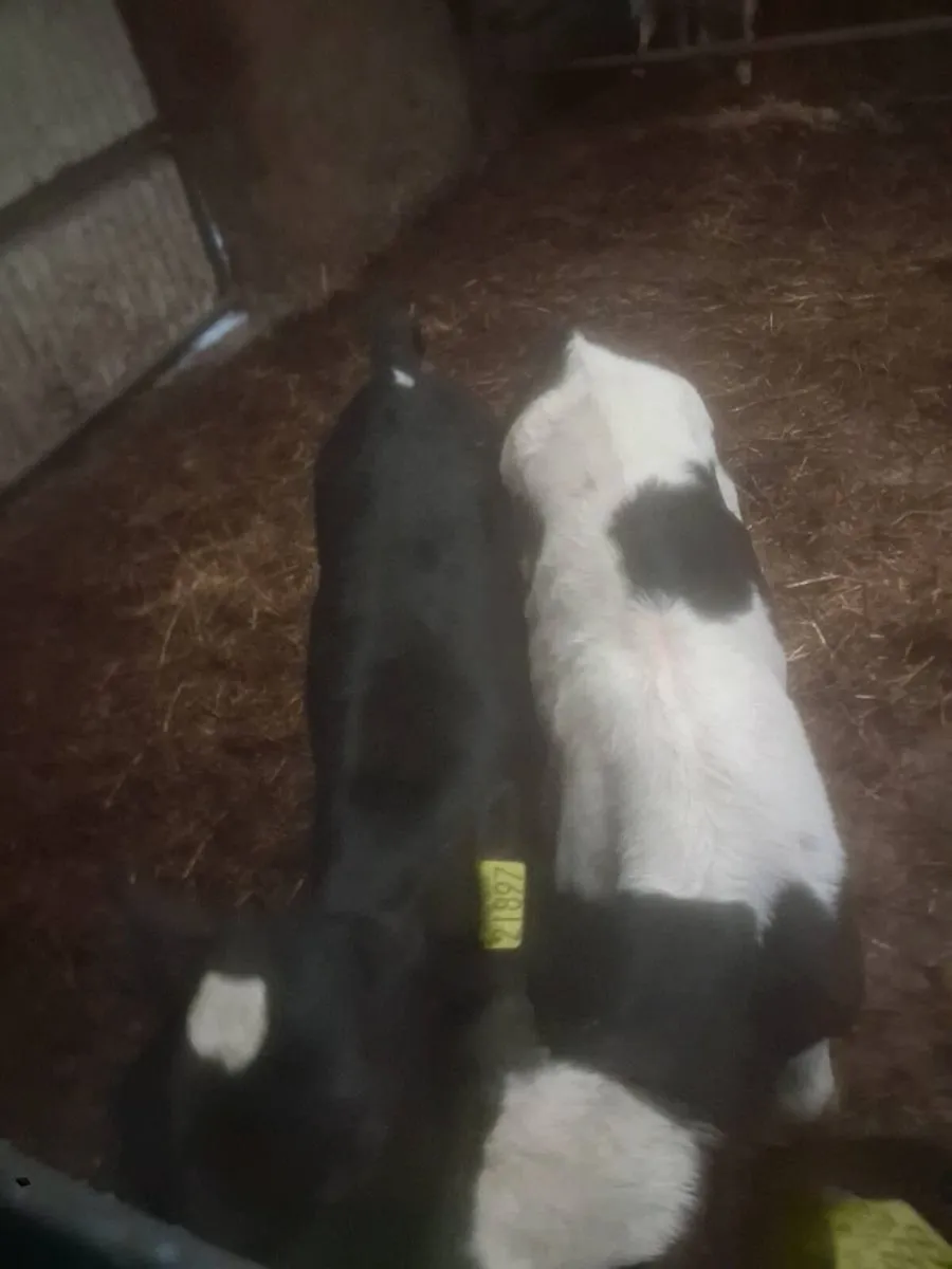 FR BULL CALVES - Image 1