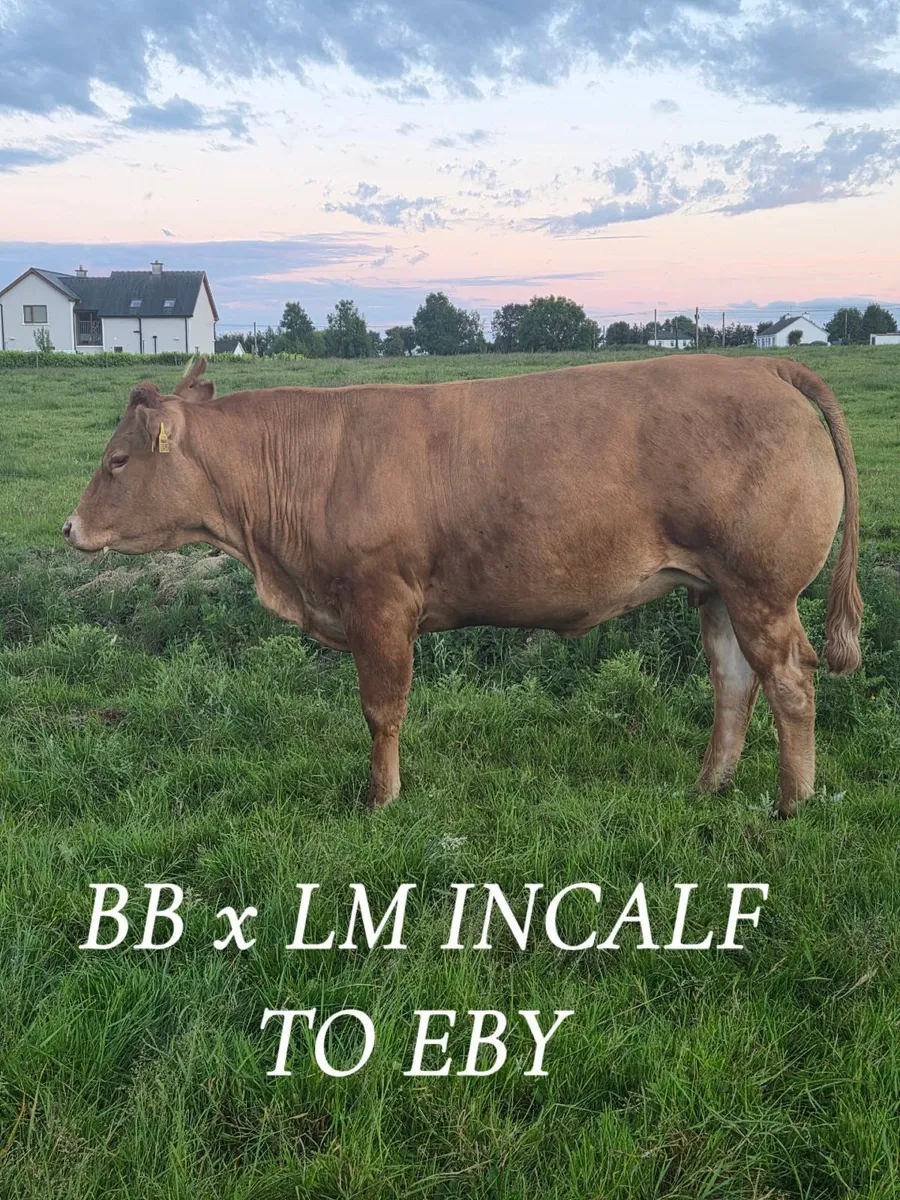 EBY IN CALF HEIFERS - Image 2