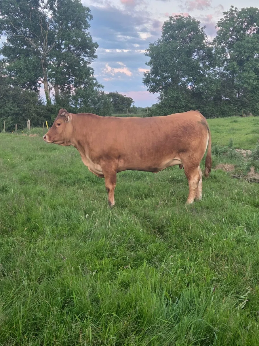 EBY IN CALF HEIFERS - Image 4