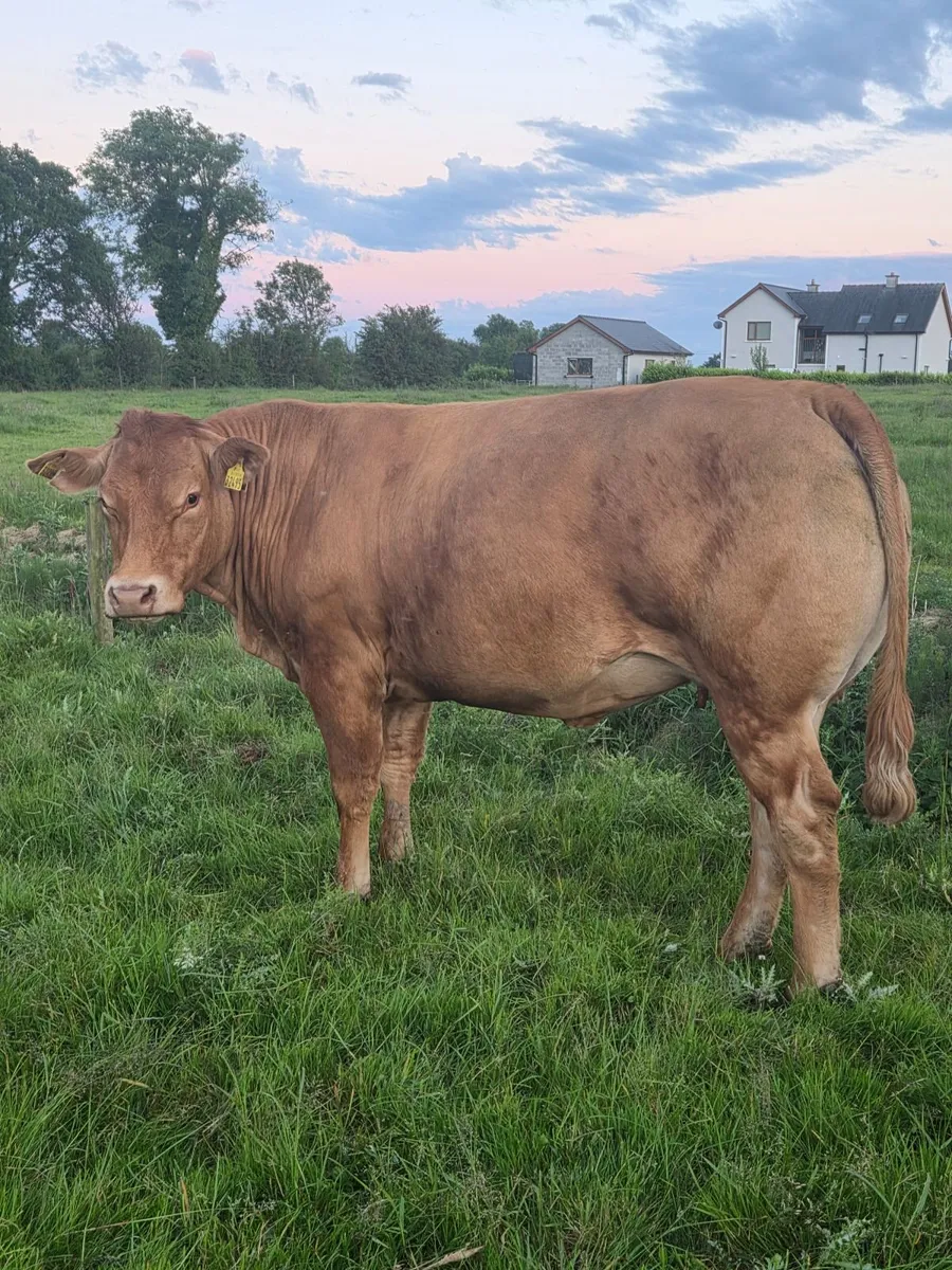 EBY IN CALF HEIFERS - Image 1