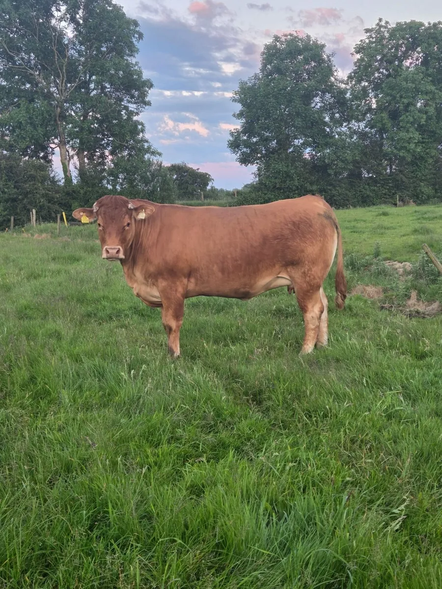 FOSTER COW - Image 3