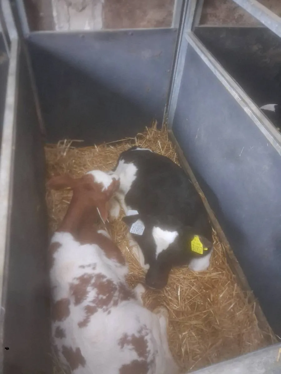 FR BULL CALVES - Image 2