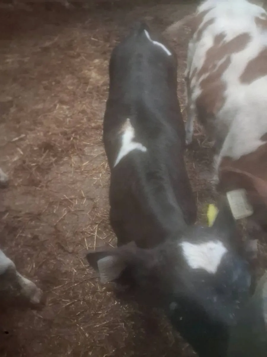 FR BULL CALVES - Image 3
