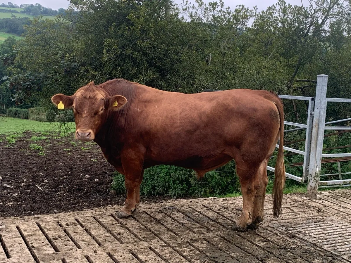 Stabiliser bull - Image 2