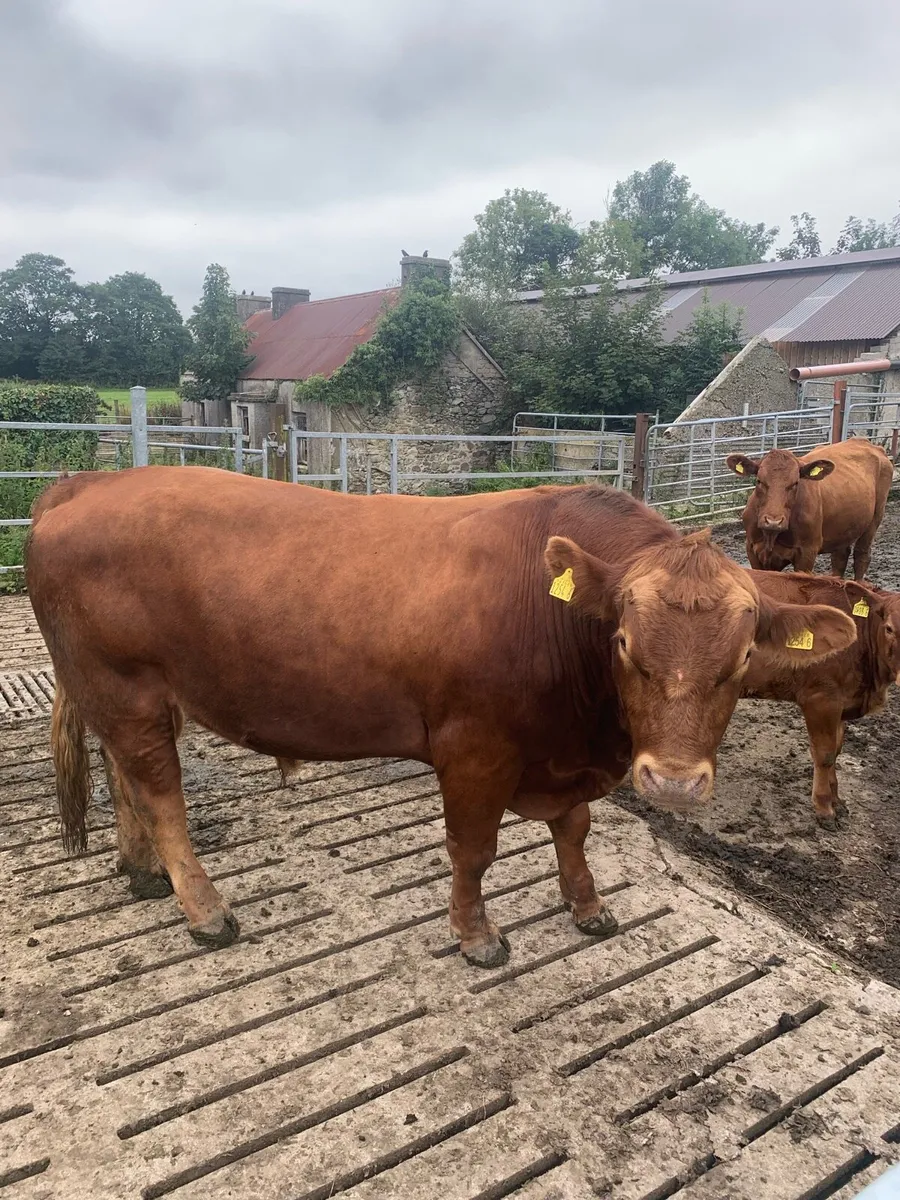 Stabiliser bull - Image 3
