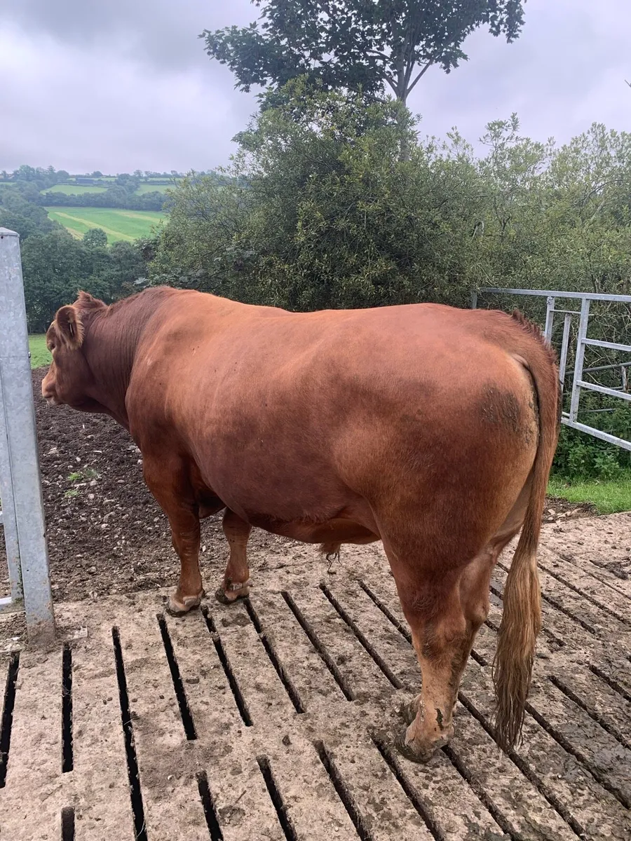 Stabiliser bull - Image 4