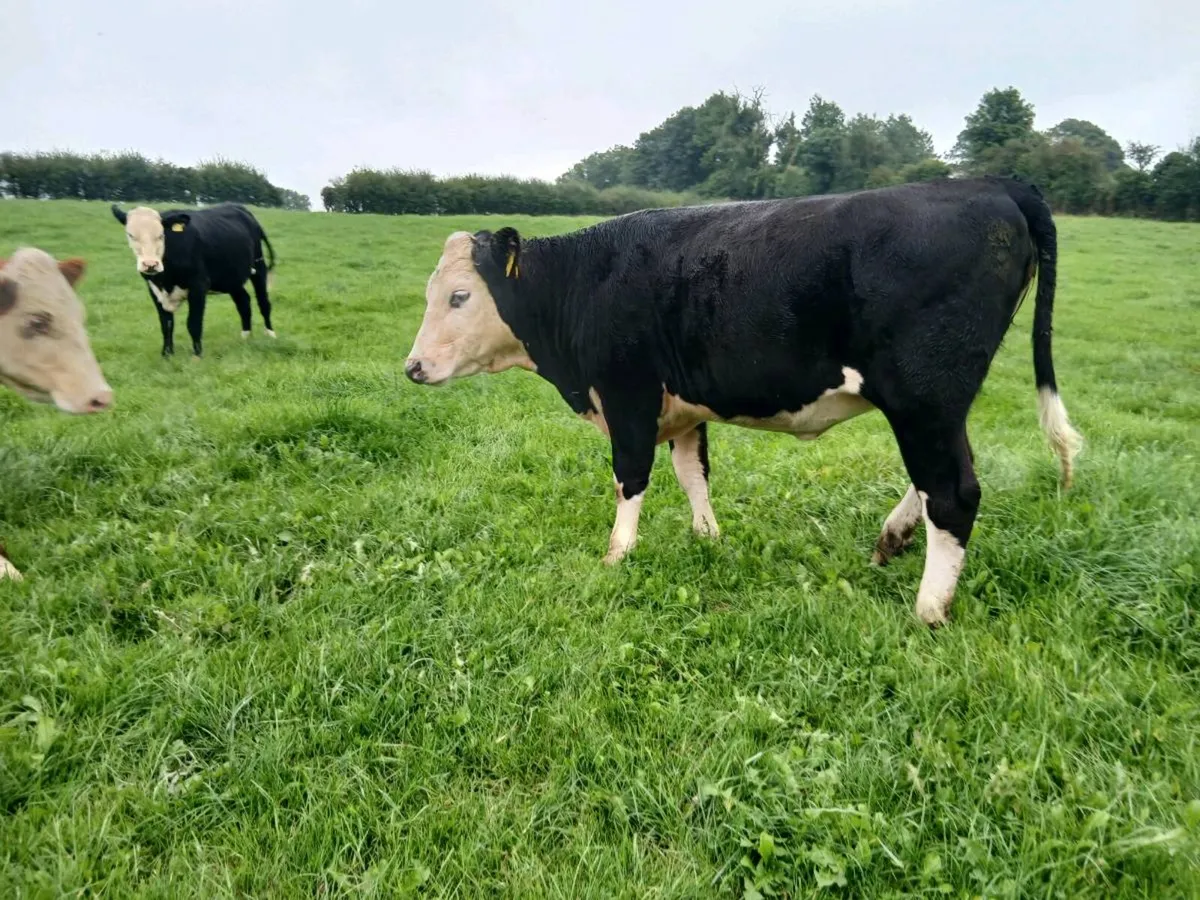 8 whitehead heifers - Image 2