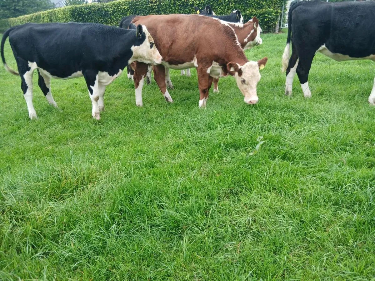 8 whitehead heifers - Image 3