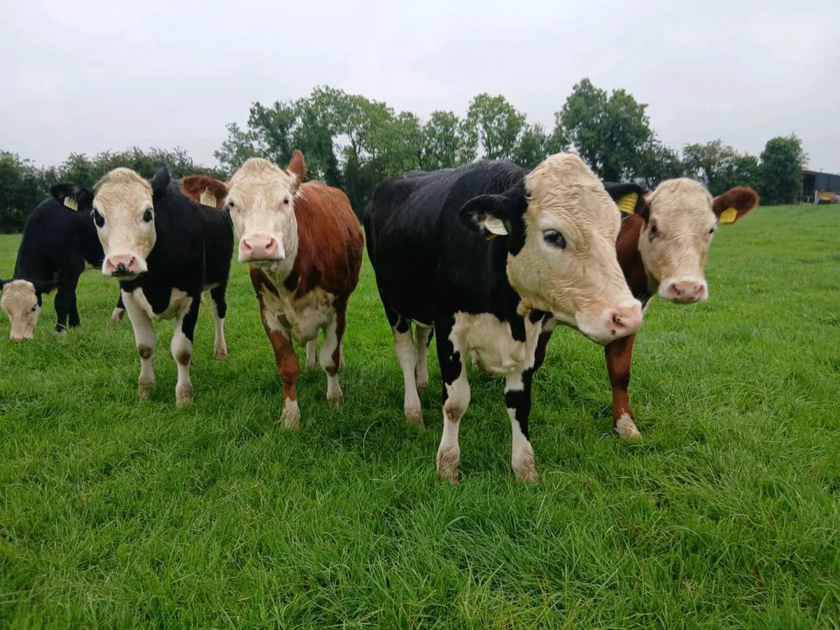 8 whitehead heifers - Image 4