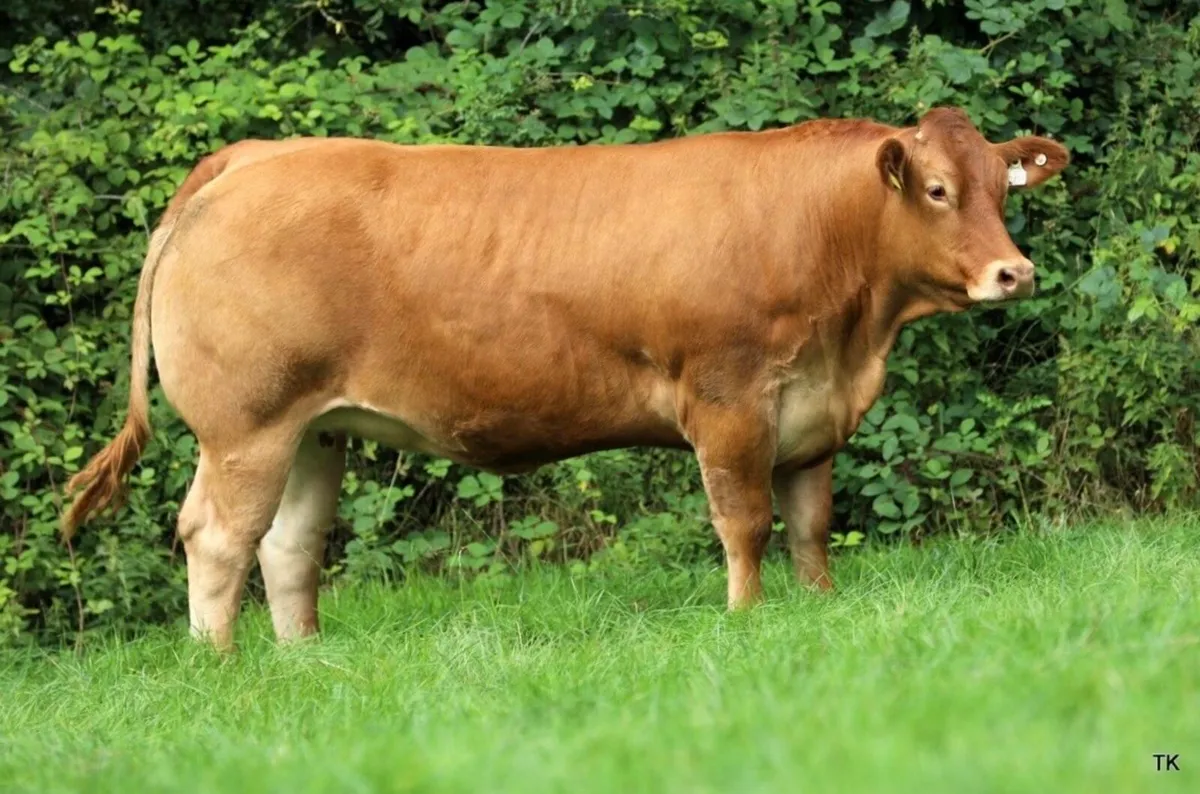 Incalf Heifers For Sale - Image 1