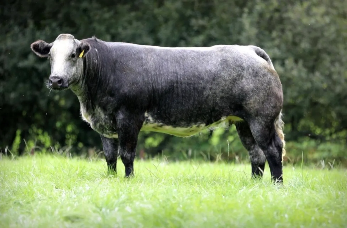 Incalf Heifers For Sale - Image 2