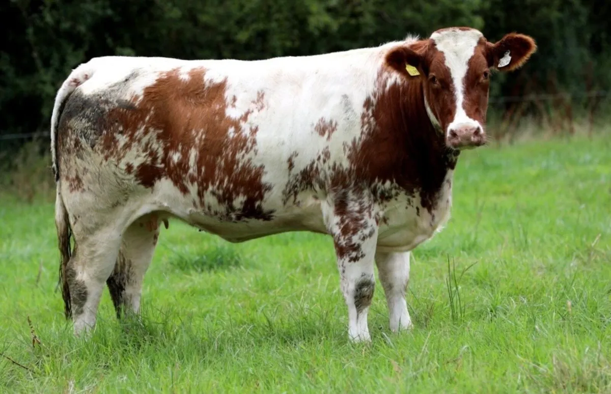 Incalf Heifers For Sale - Image 3