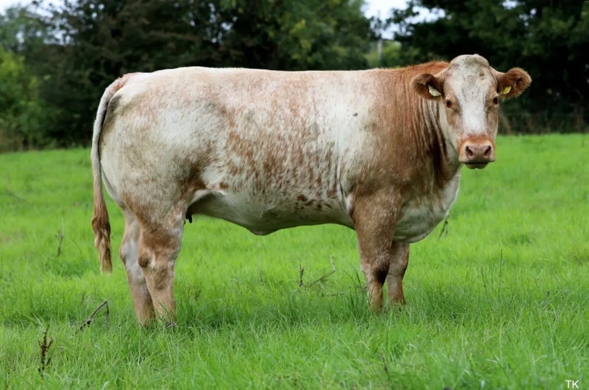 Incalf Heifers For Sale - Image 4
