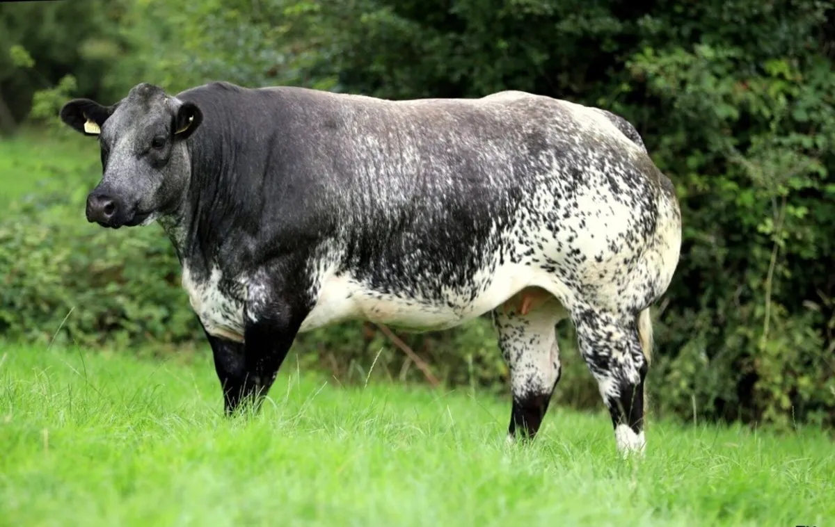 Show Incalf Heifers for sale - Image 1