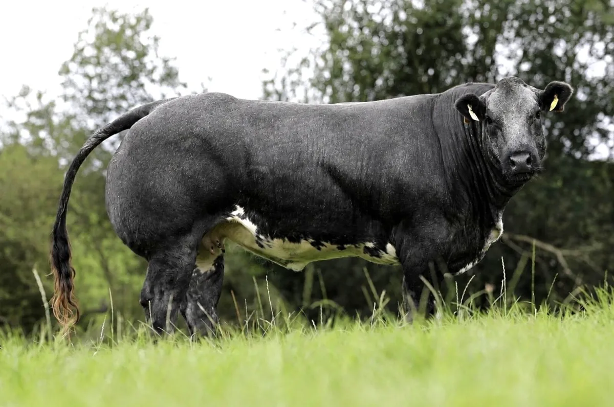 Show Incalf Heifers for sale - Image 2